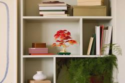 Find Your Zen: The LEGO® Botanicals Japanese Red Maple Bonsai Tree (10348)
